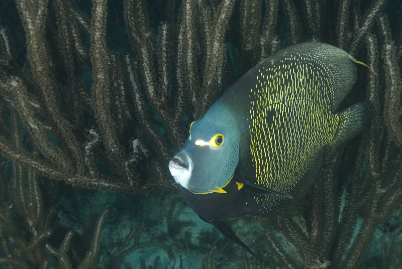 French Angelfish