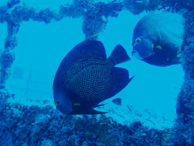 French Angelfish