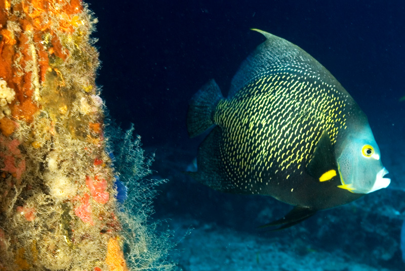 French Angelfish