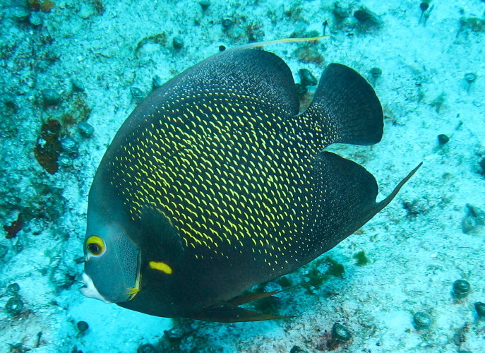 French Angelfish