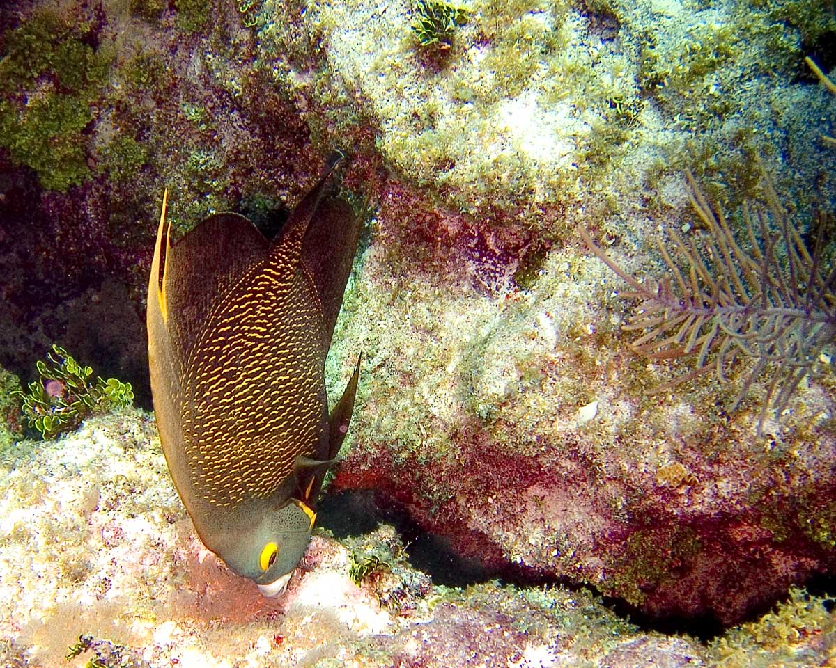 French Anglefish