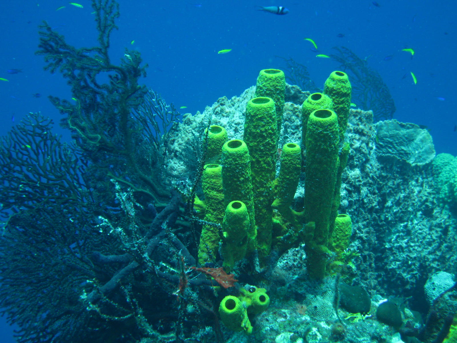 French Cay-Turks and Caicos