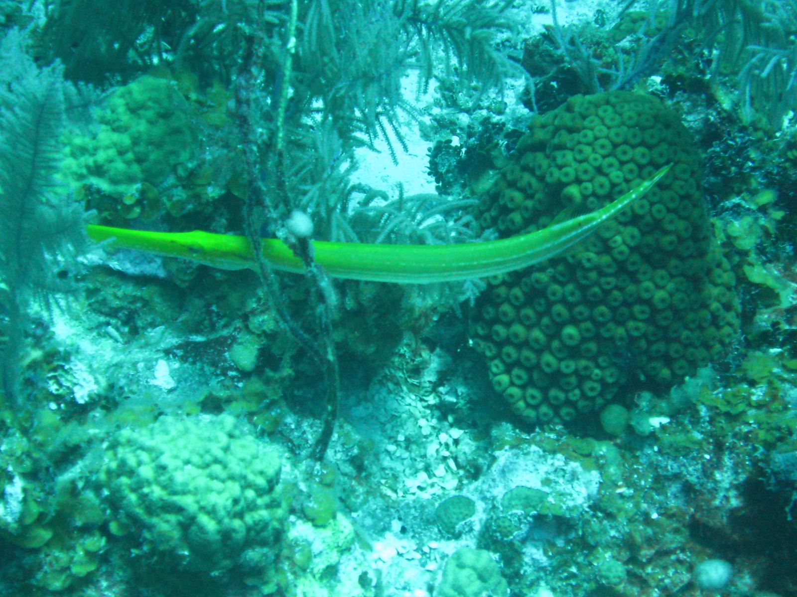 French Cay-Turks and Caicos