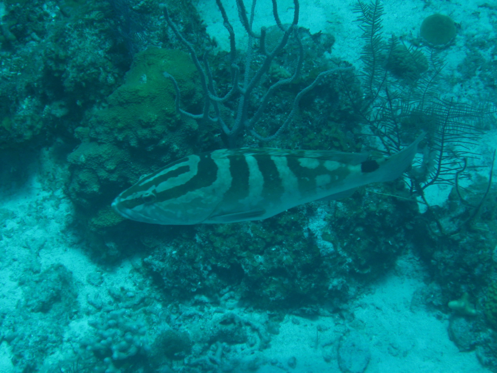 French Cay-Turks and Caicos