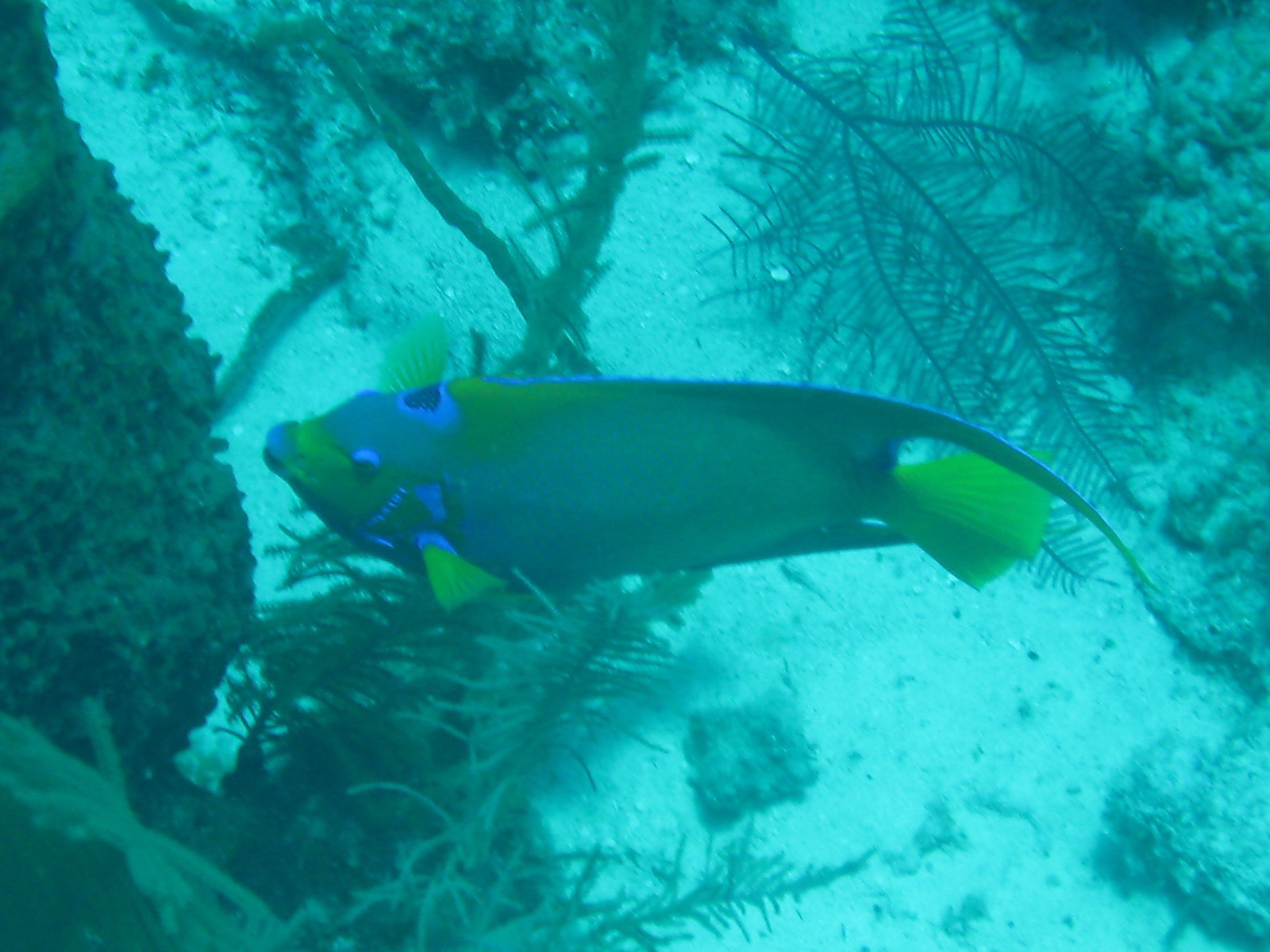 French Cay-Turks and Caicos