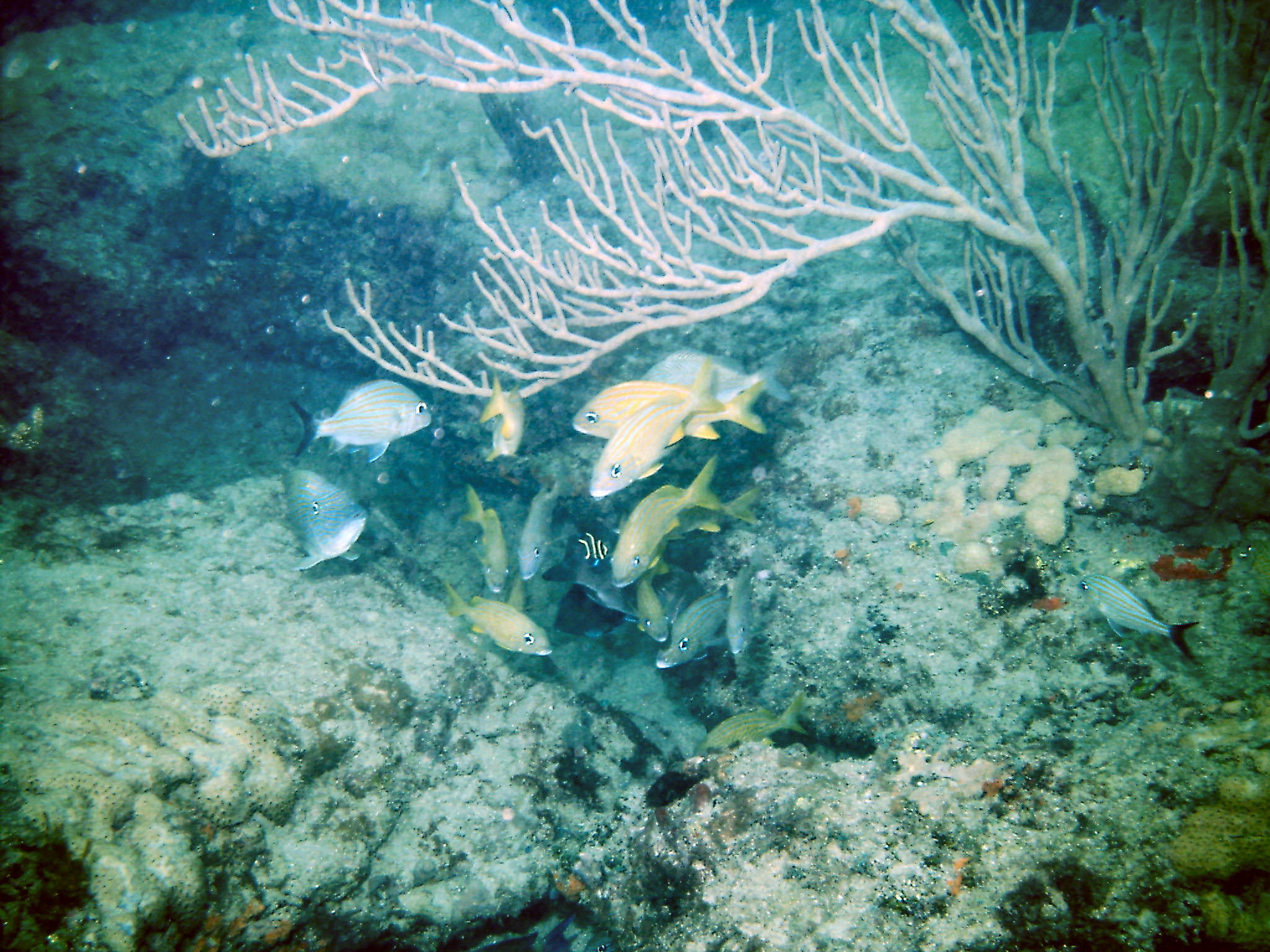 French grunts at a cleaning station