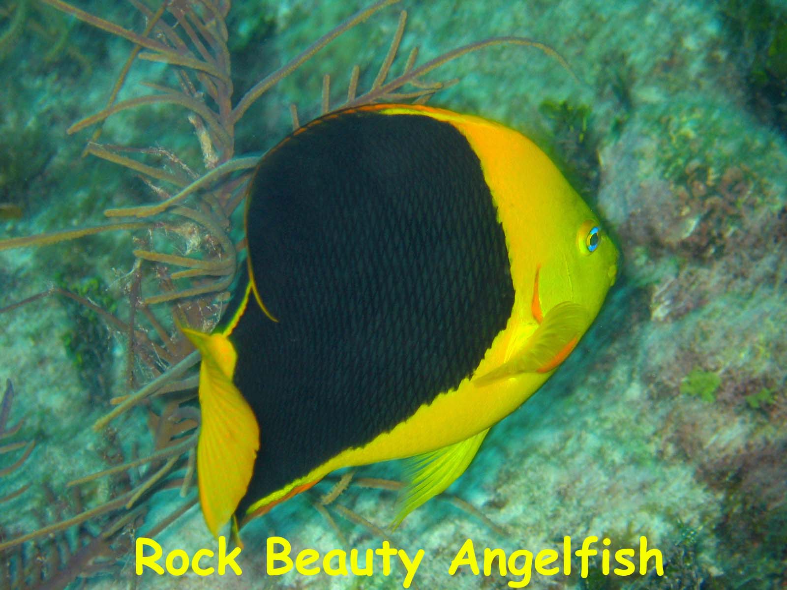 French Reef, Key Largo, FL