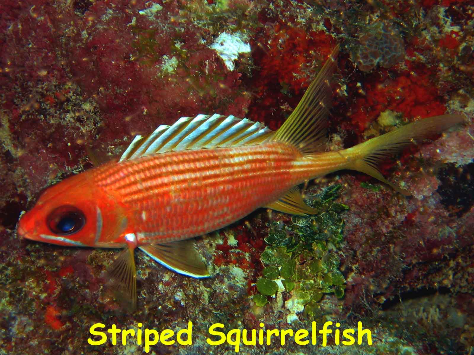 French Reef, Key Largo, FL