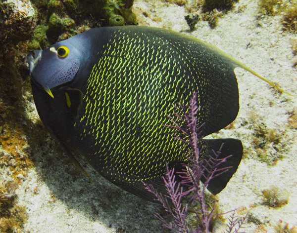 French_Angelfish.jpg