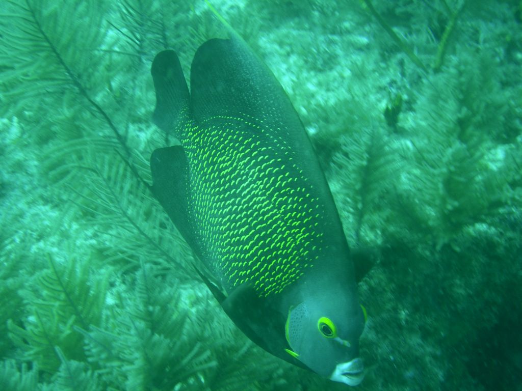 French_Angelfish