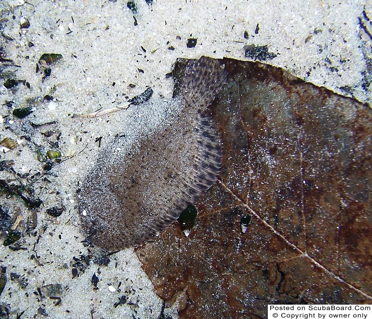 Fresh water flounder - Cypress Springs