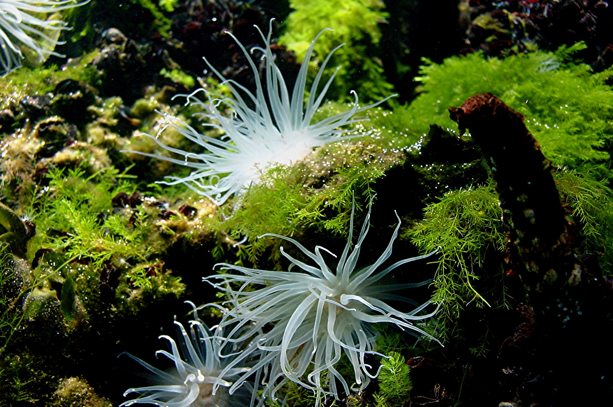 Freshwater anenome Jellyfish lake