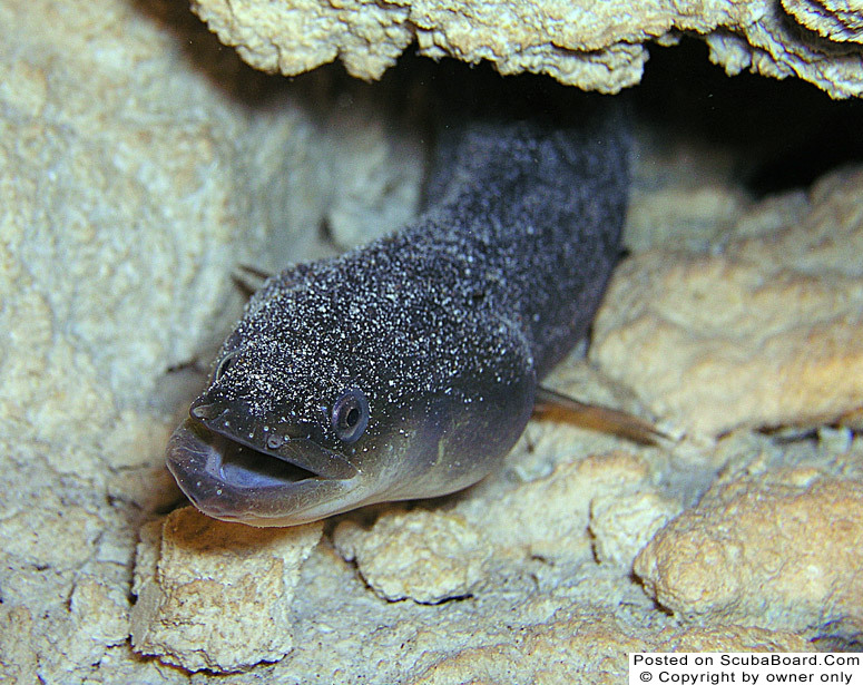 Freshwater Eel - morrison spring