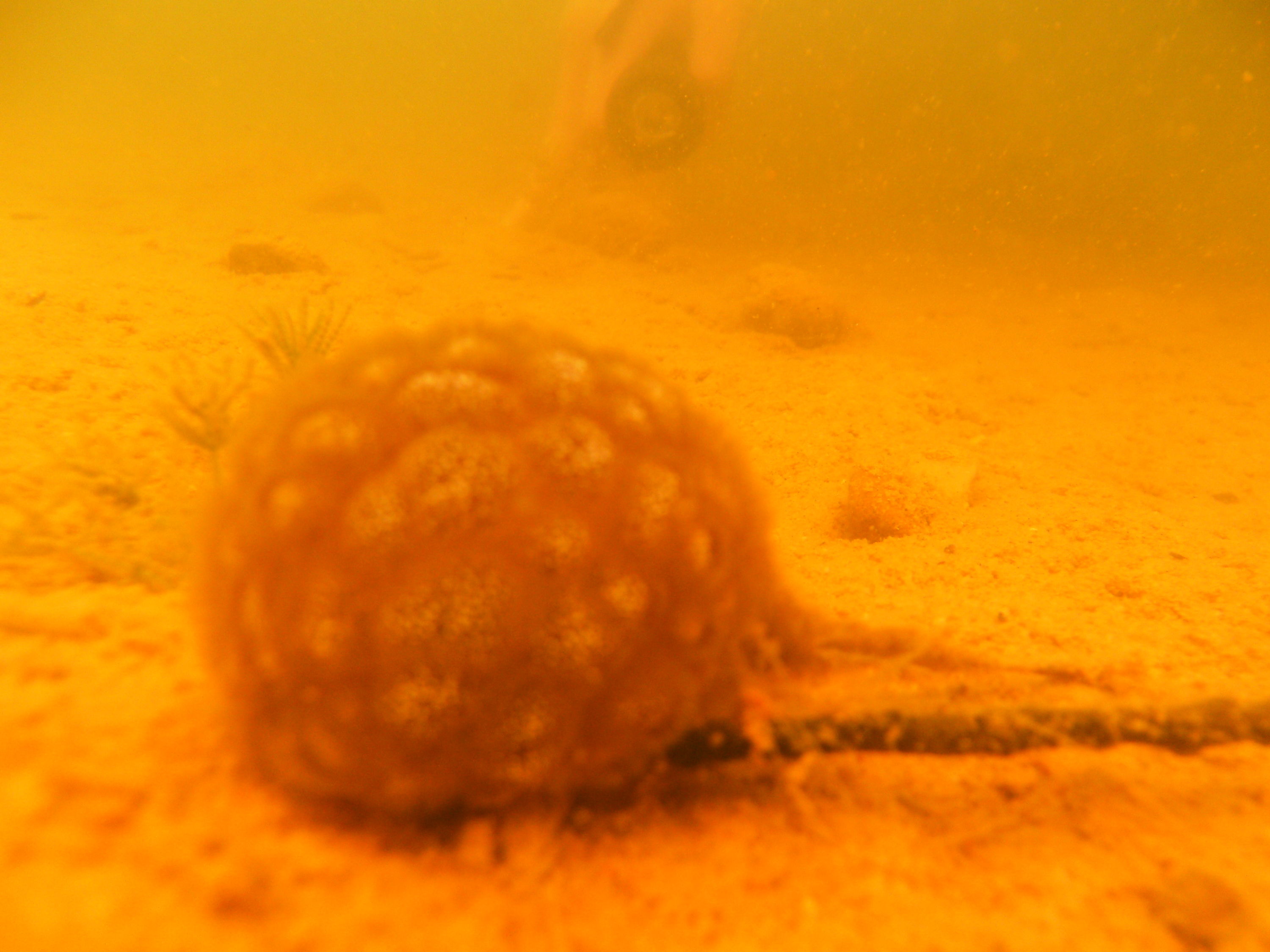 Freshwater Sponge Closeup