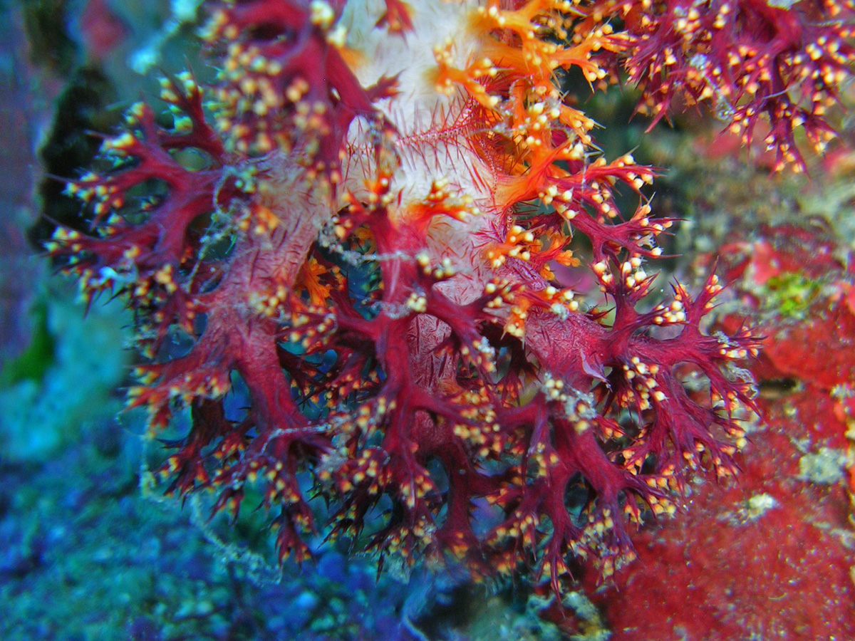 Fridays_softcoral