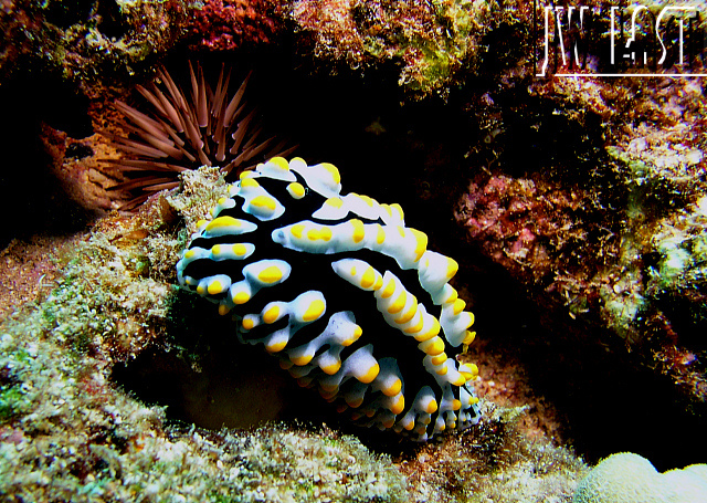 Fried_Egg_NudiBranch