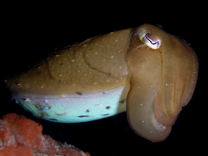 Friendly Cuttlefish