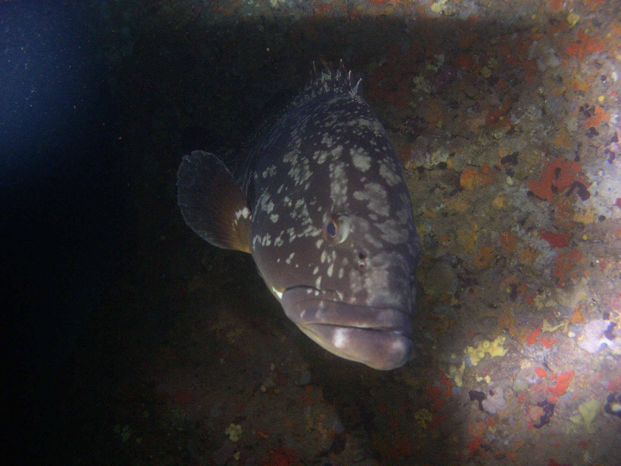 Friendly grouper
