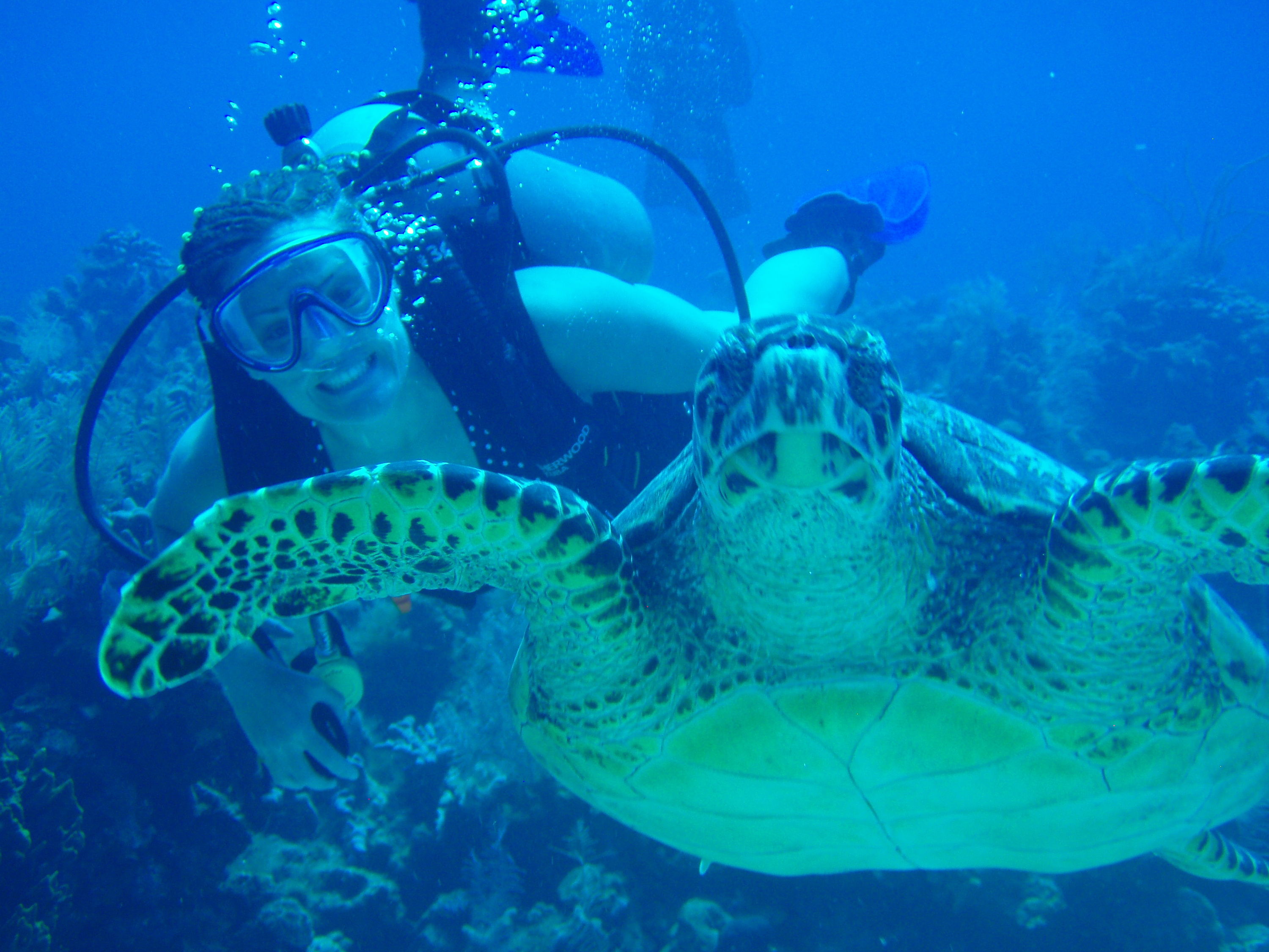 Friendly Hawksbill