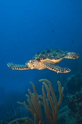 Friendly hawksbill