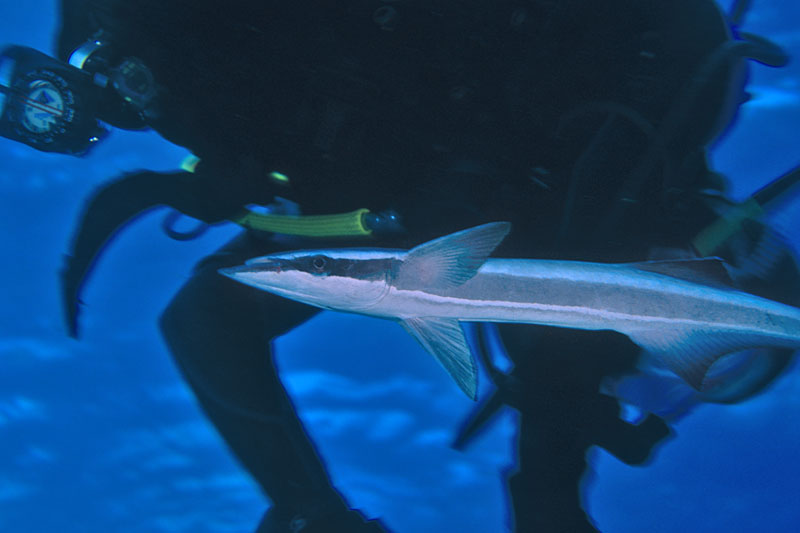 "friendly" remora