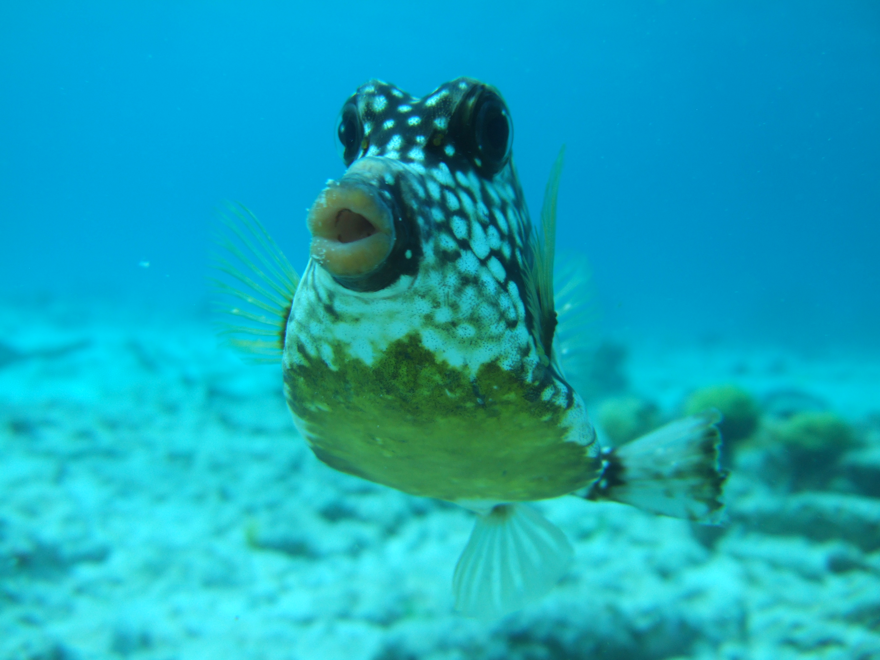 Friendly trunkfish Bonaire 2008