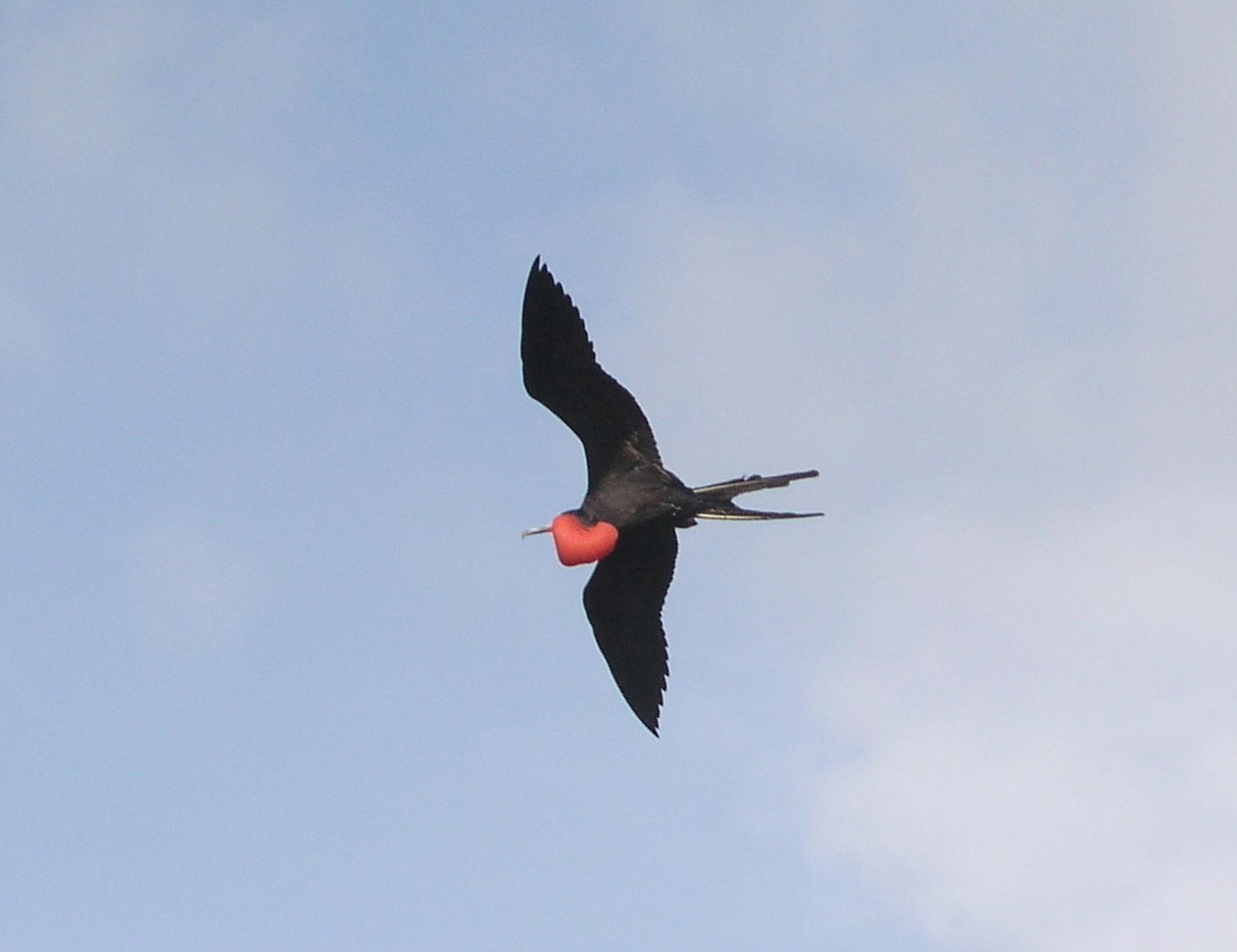 Frigatebird