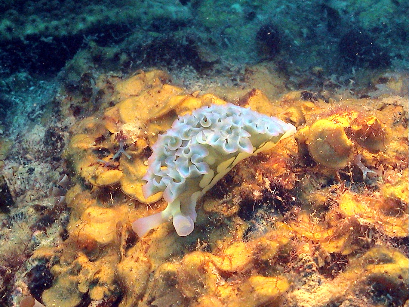 Frilly Lettuce Slug in Curacao