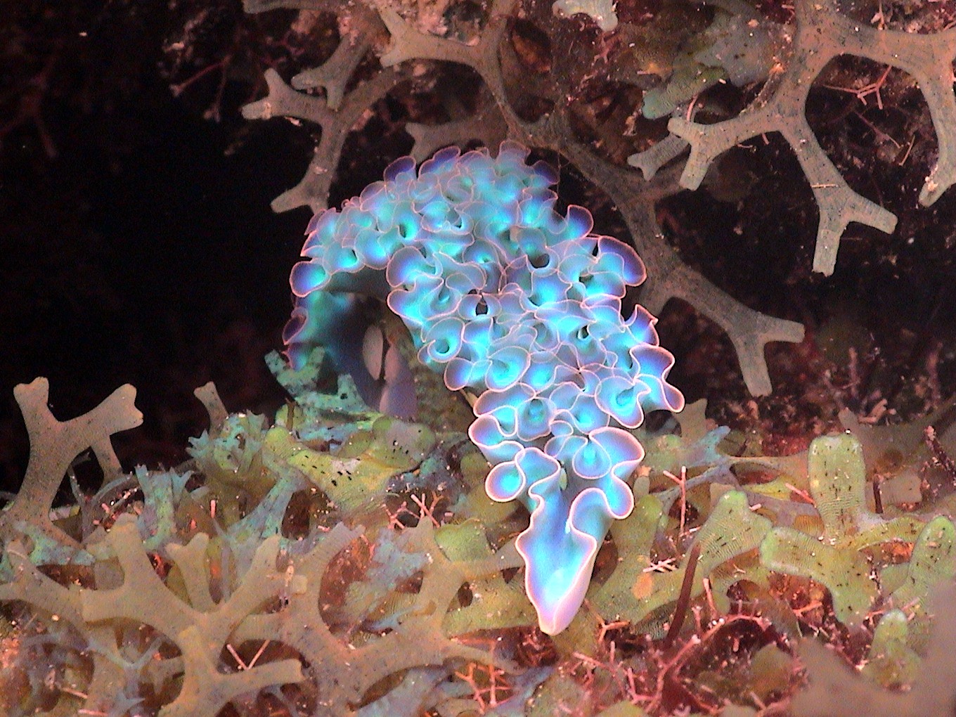 Frilly Lettuce Slug in Curacao