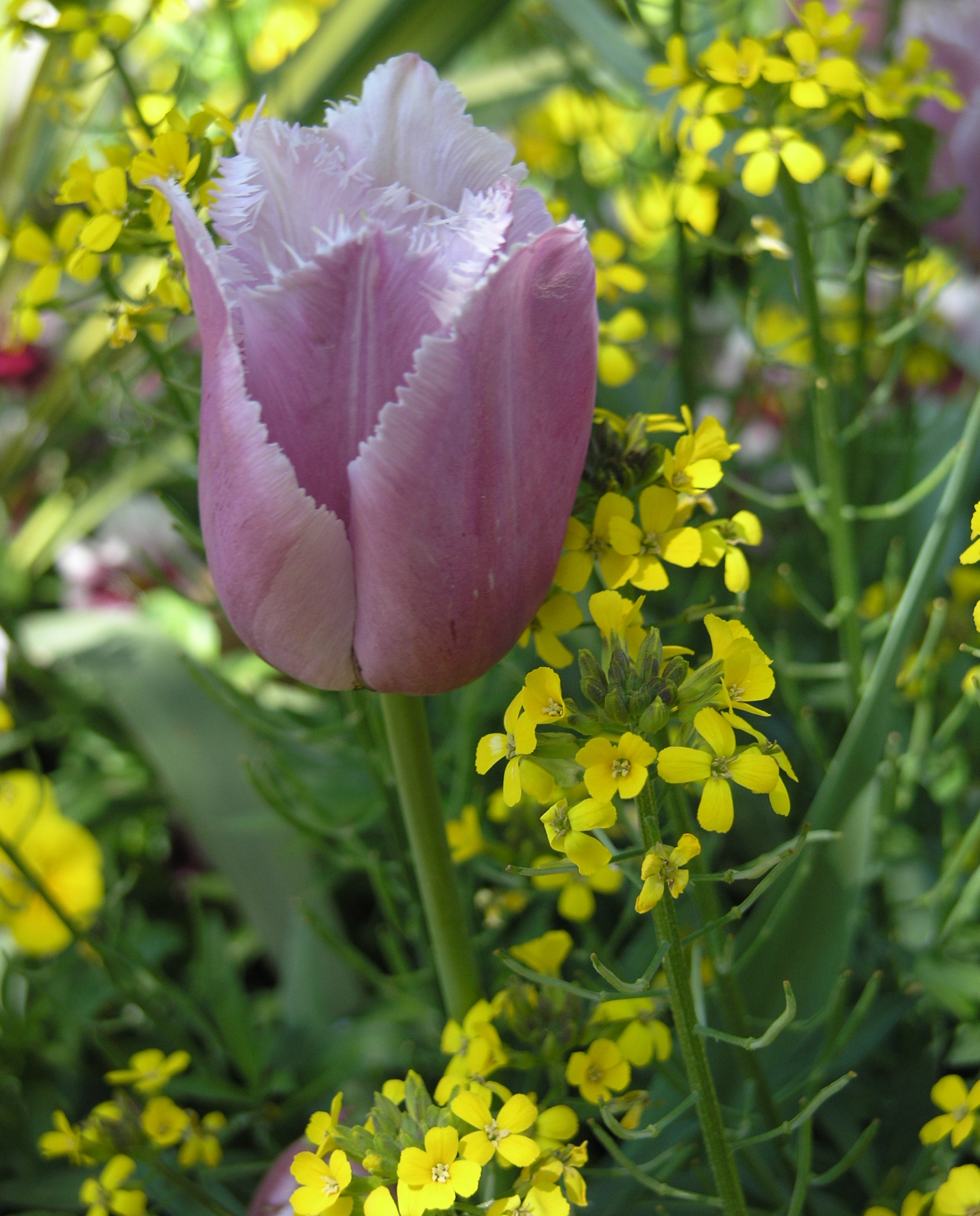 fringed_tulip