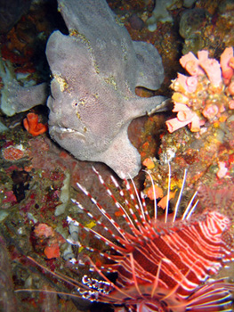 Frog fish and a Lionfish