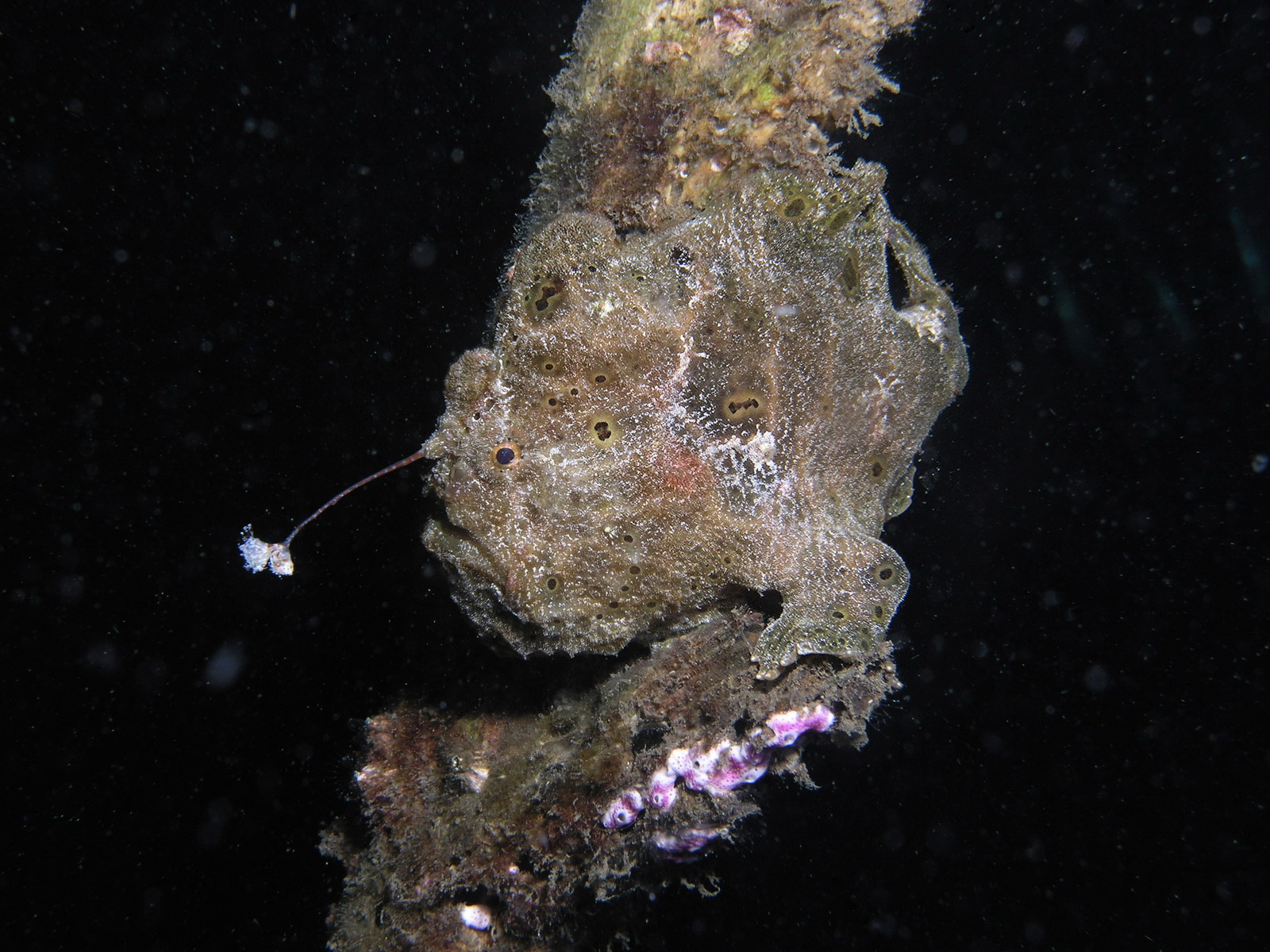 Frog fish  hunting "antenna"