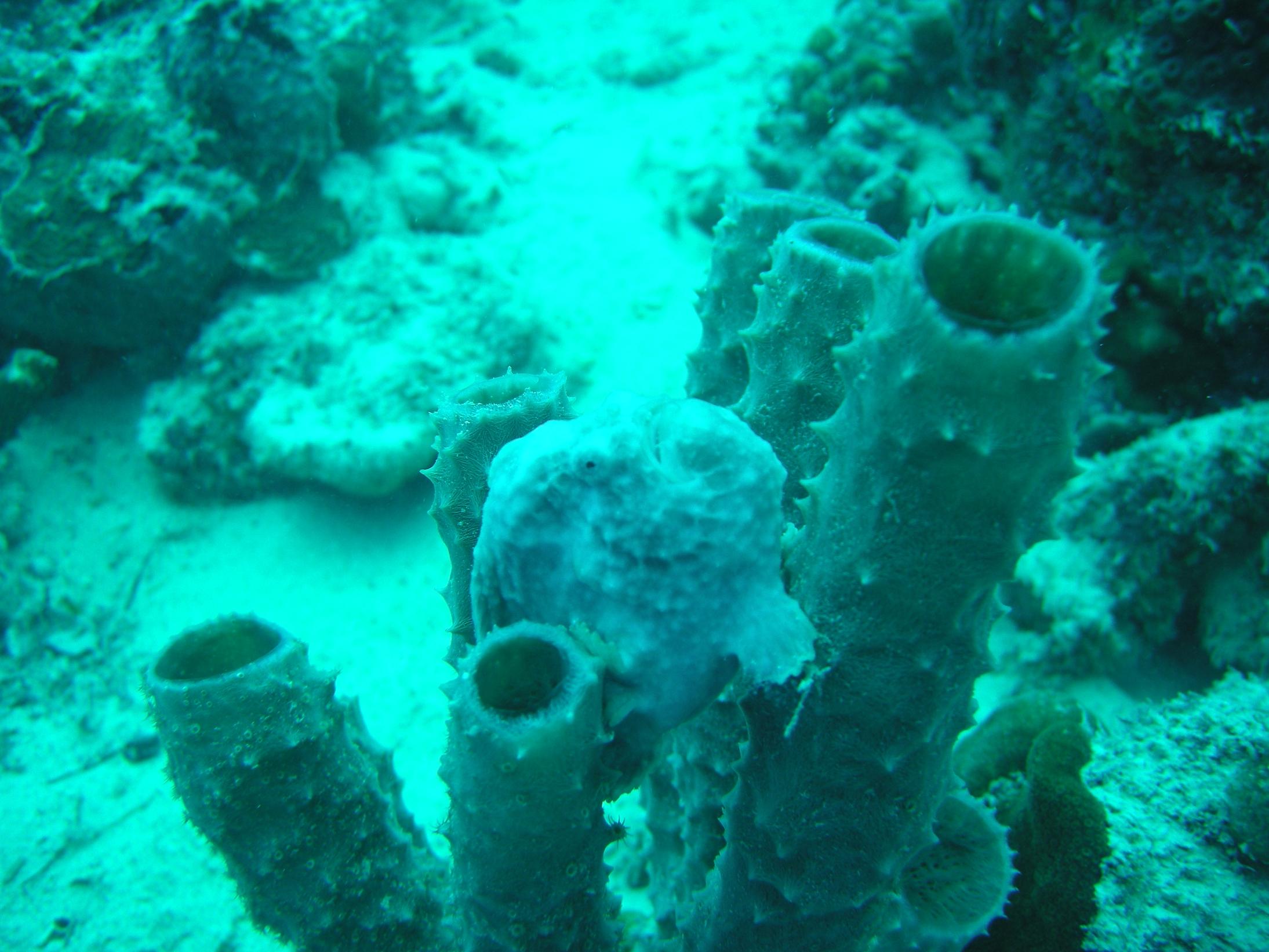 Frog Fish on Bari Reef #2