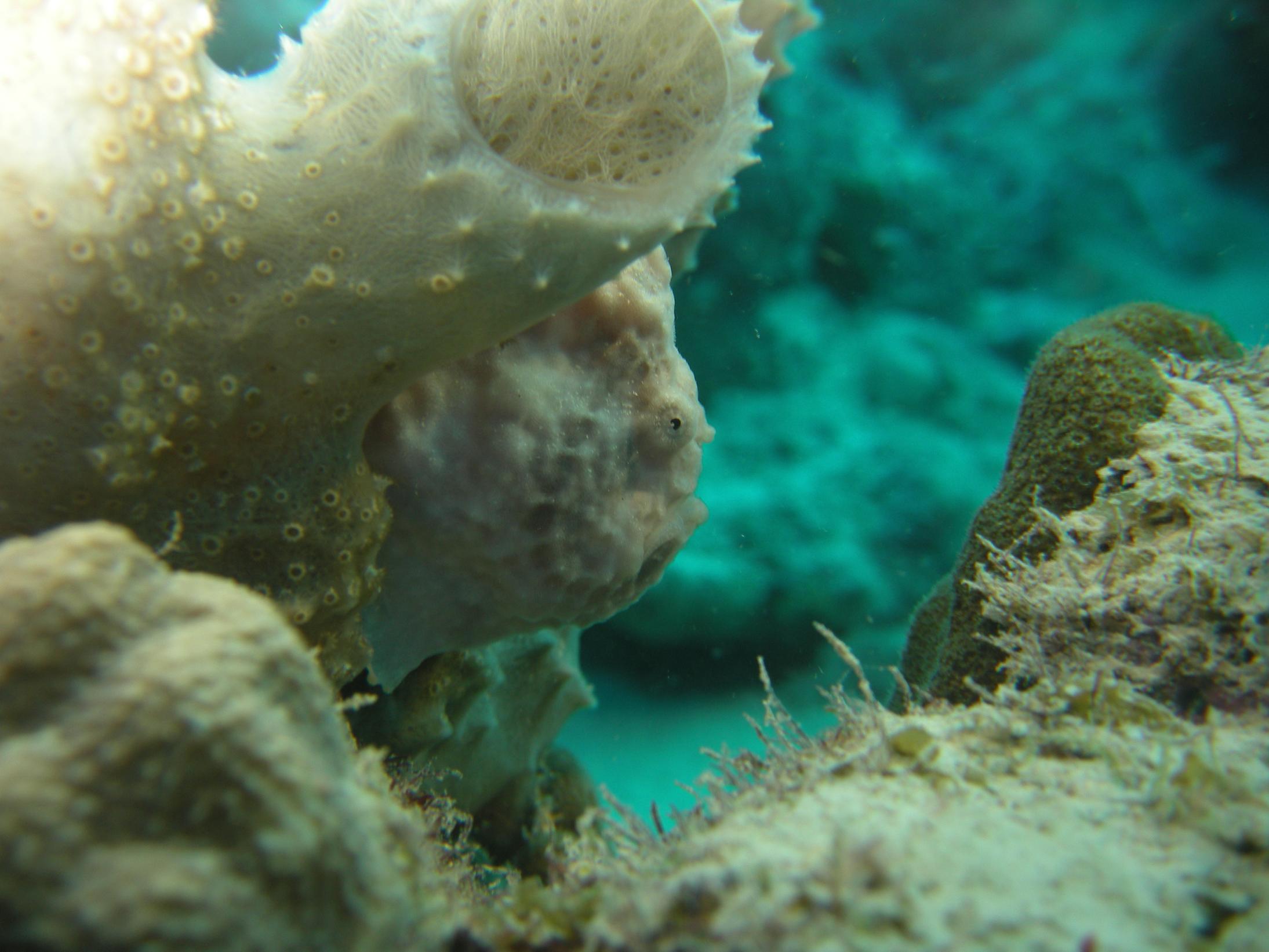 Frog Fish on Bari Reef