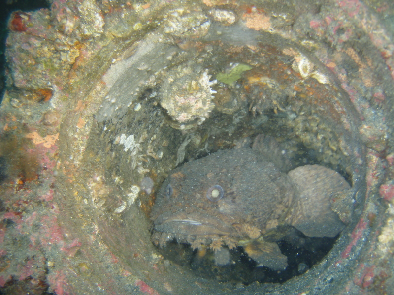 Frog Fish on the Schurtz, NC