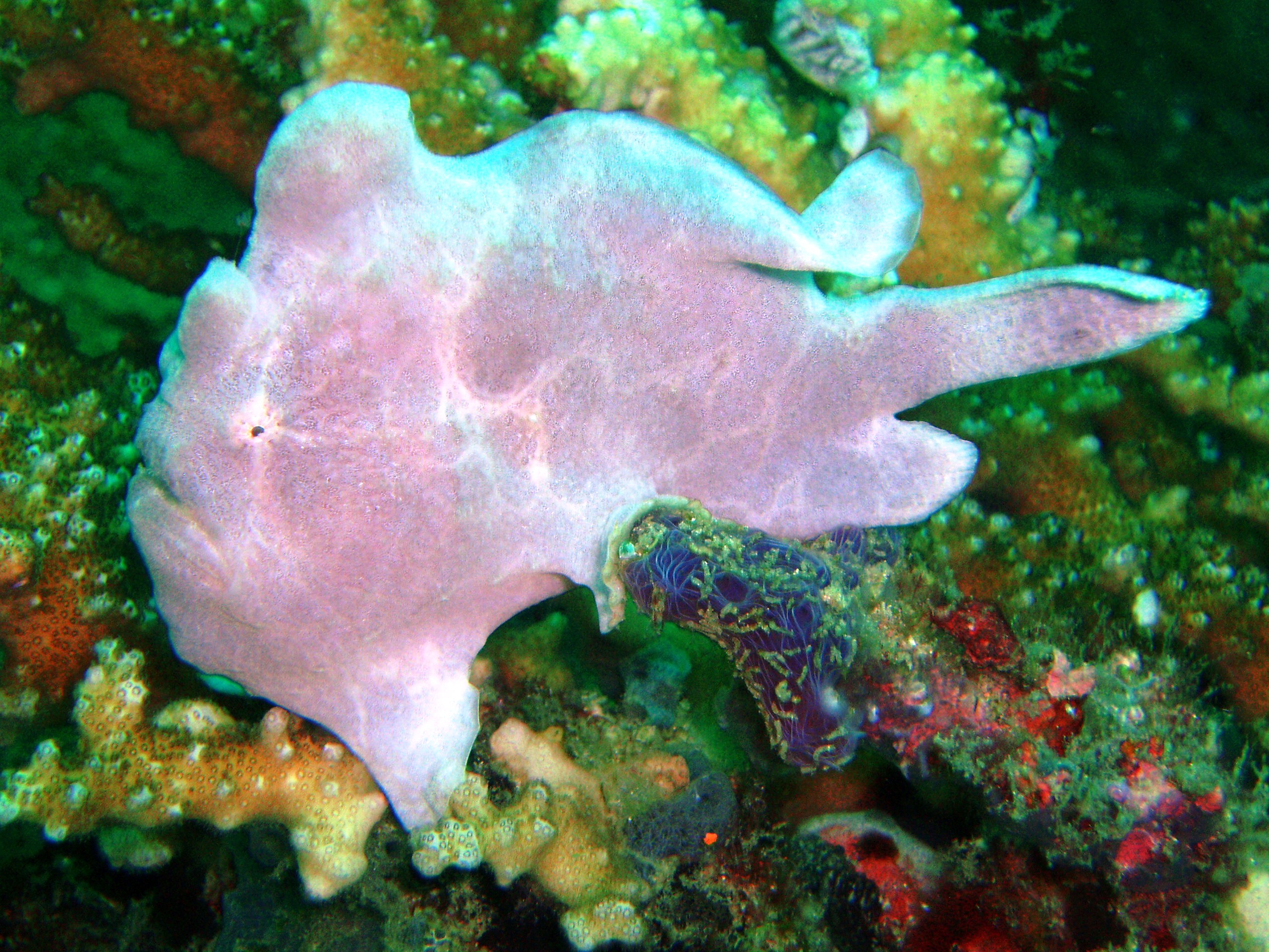 Frog Fish, un-croaked