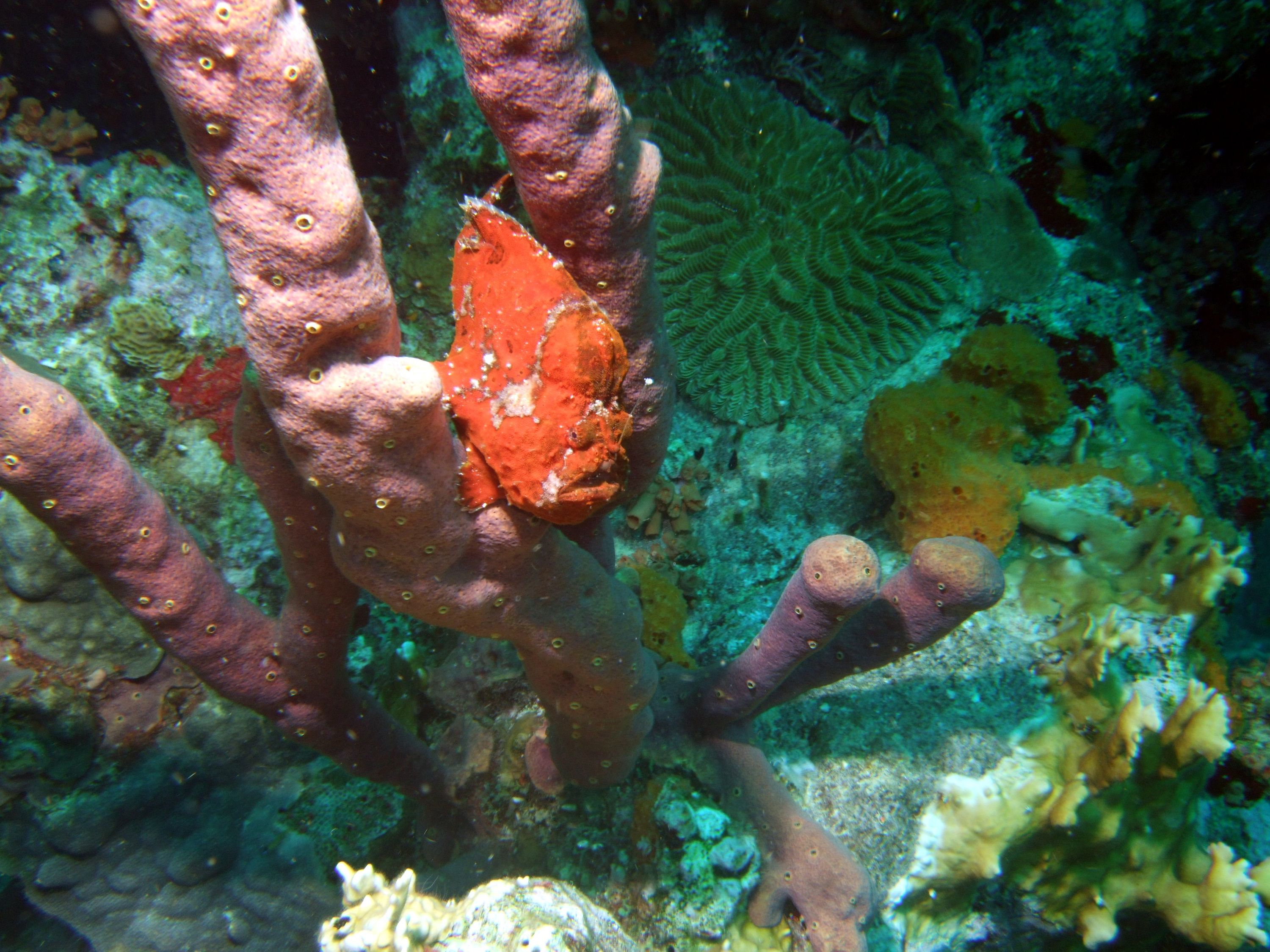 Frog Fish