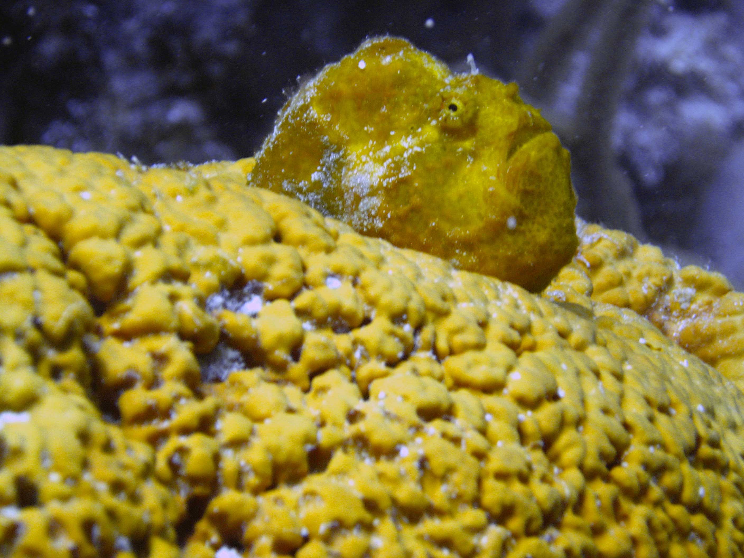 Frog-Fish