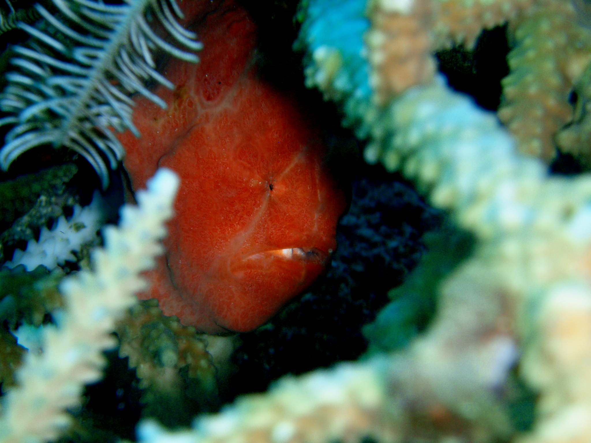 Frog Fish