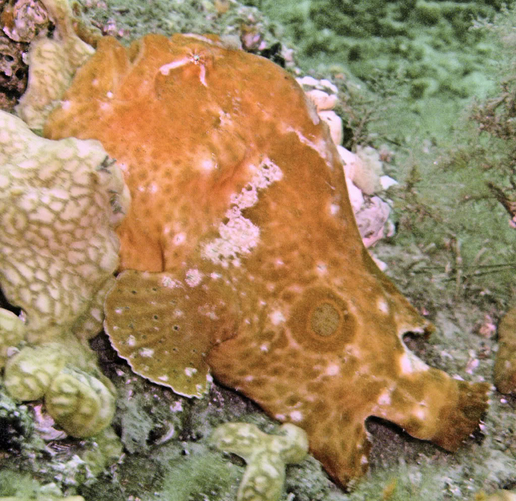 Frog Fish