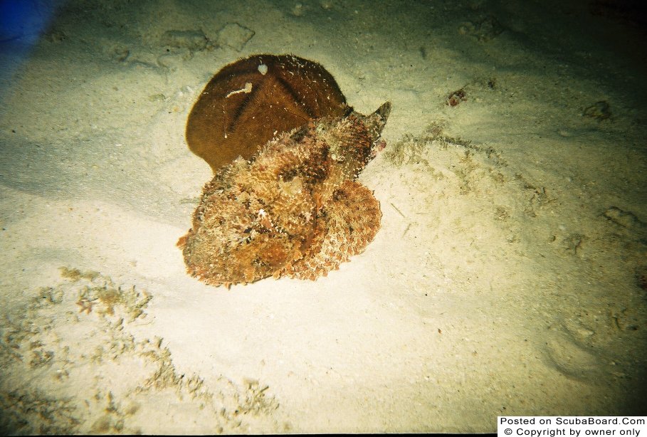 Frog Fish