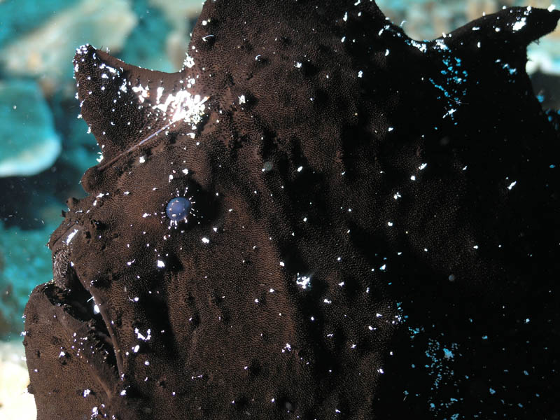 Frog fish