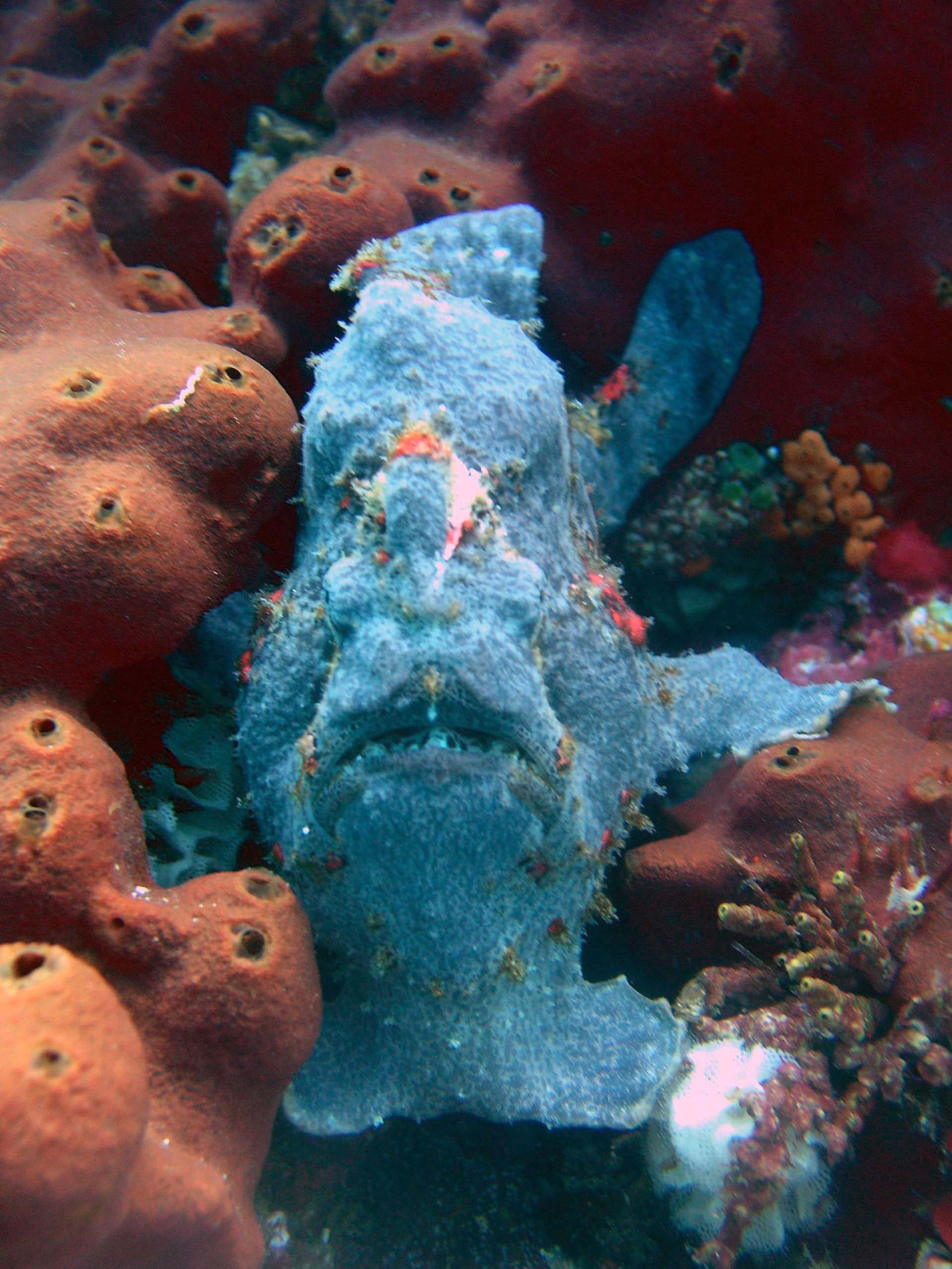 FROG FISH