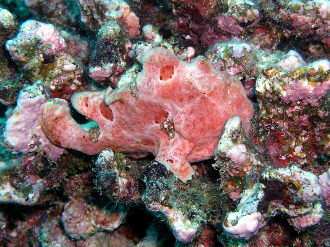 Frog Fish