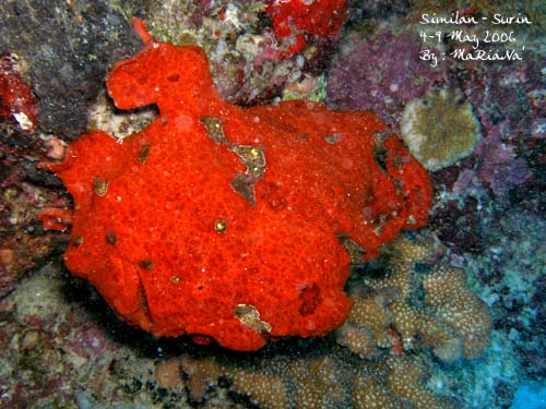 Frog Fish