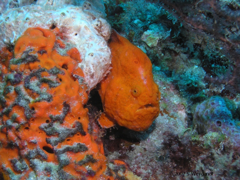 Frog Fish