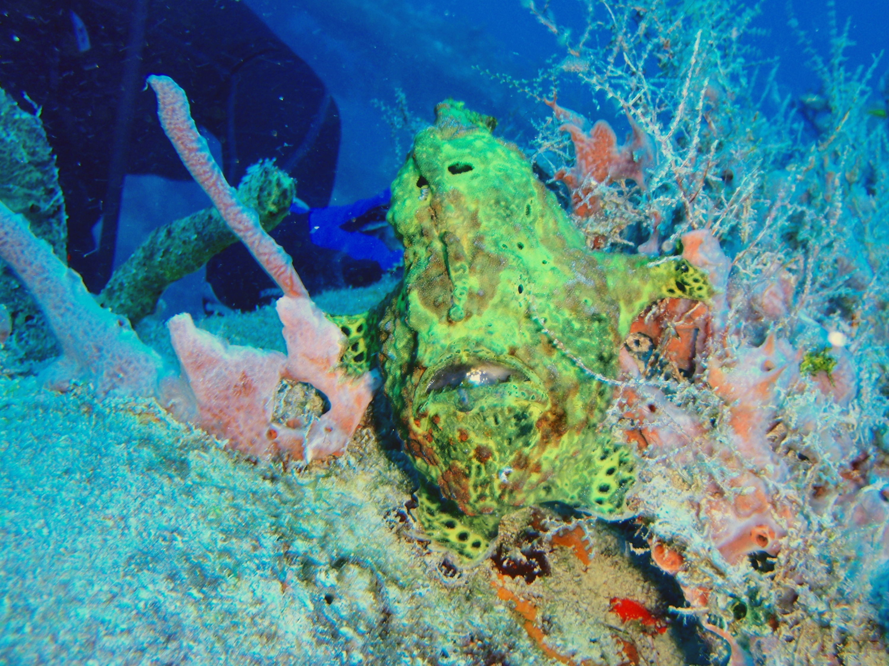 Frog_Fish2