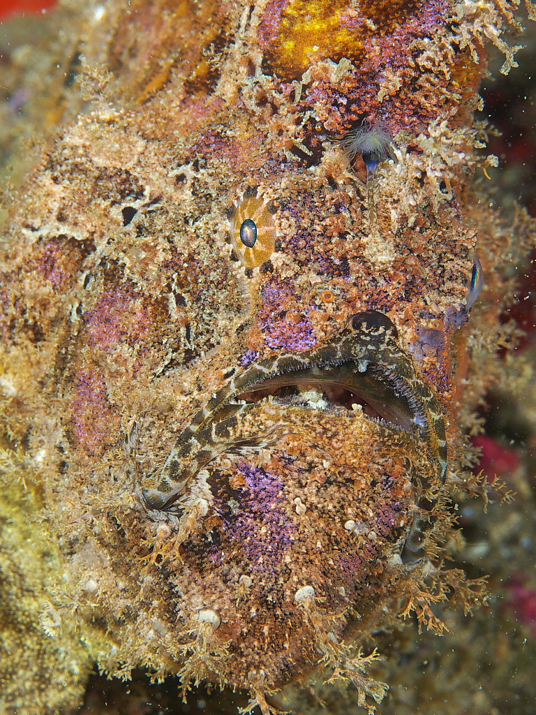 frog_fish_2011_07_41