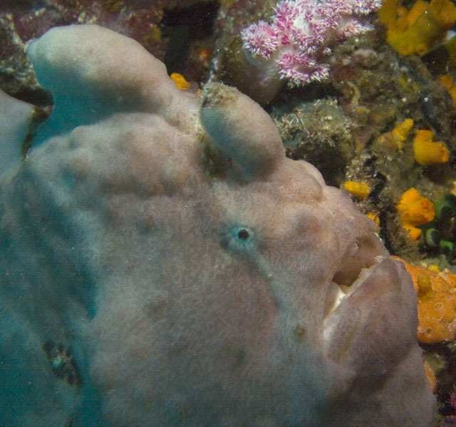 Frogfish-2