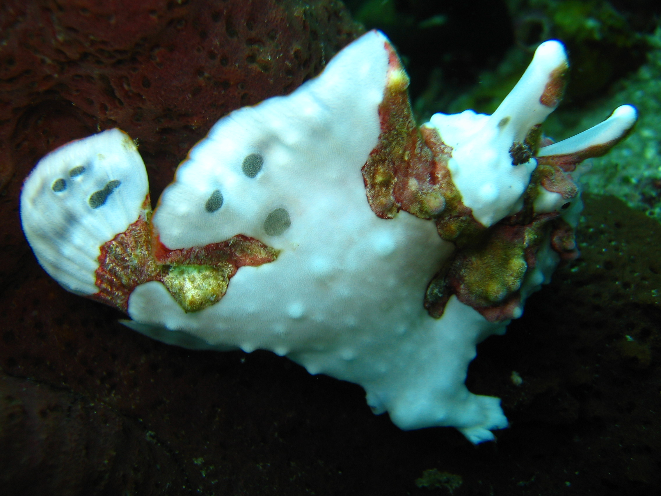 Frogfish,Anilao, Batangas,Philippines